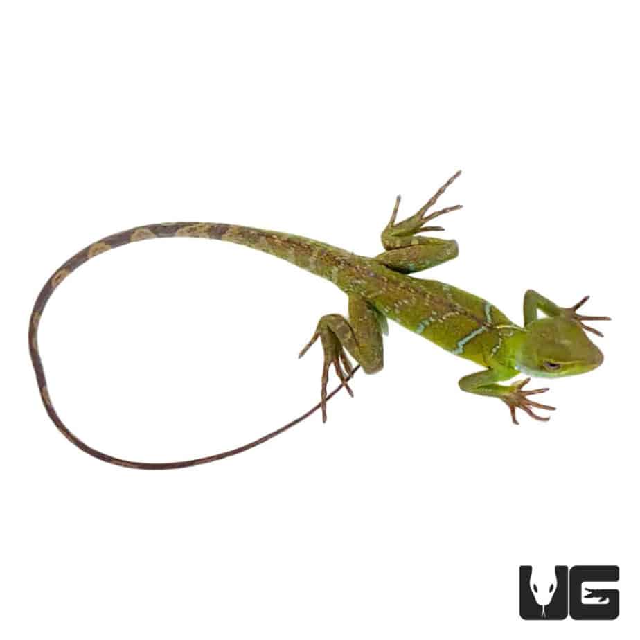 Juvenile Chinese Water Dragons (Physignathus cocincinus) For Sale
