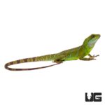 Juvenile Chinese Water Dragon For Sale - Underground Reptiles
