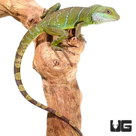 Juvenile Chinese Water Dragon For Sale - Underground Reptiles
