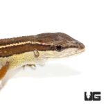 Long Tailed Grass Lizards For Sale - Underground Reptiles