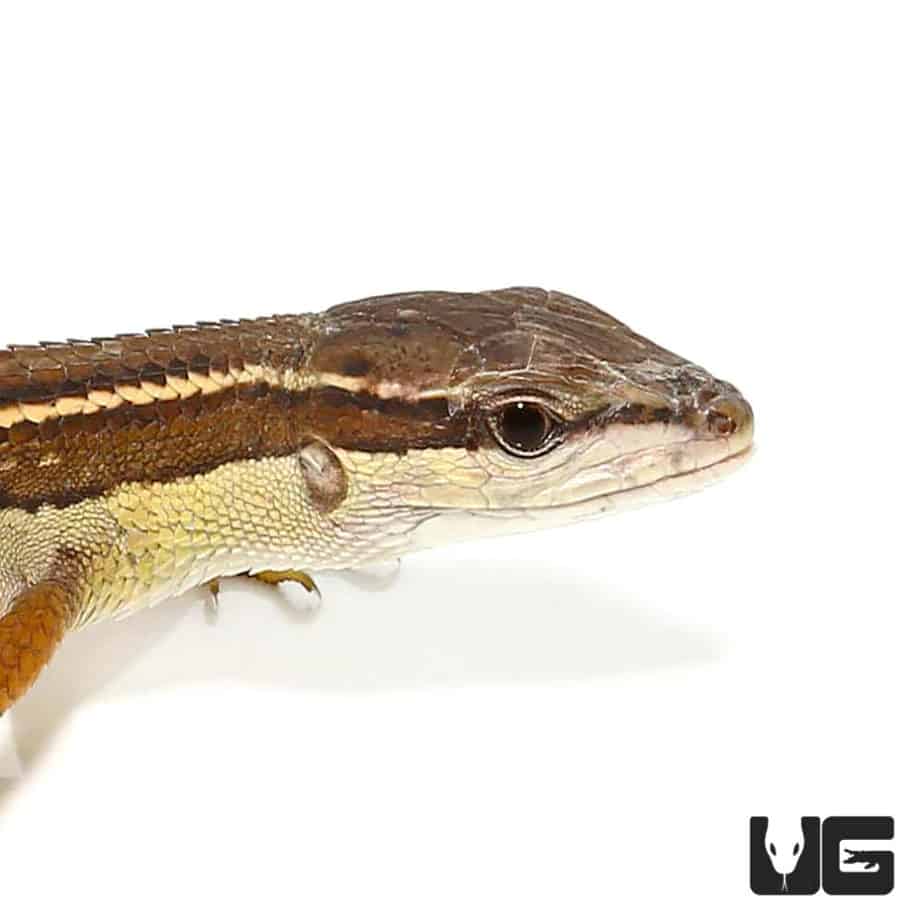 Long Tailed Grass Lizards (Takydromus sexlineatus) For Sale