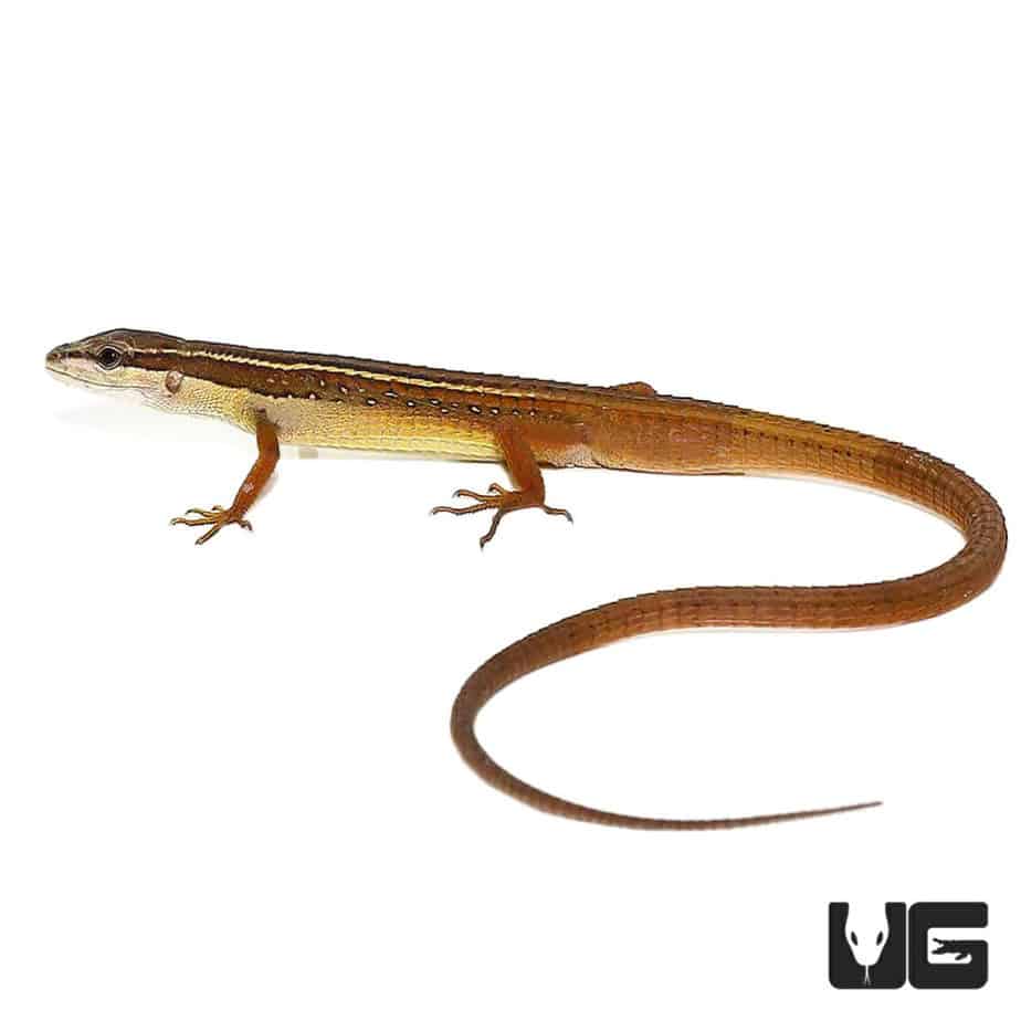 Long Tailed Grass Lizards For Sale Underground Reptiles