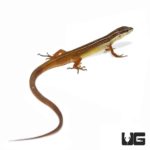 Long Tailed Grass Lizards For Sale - Underground Reptiles