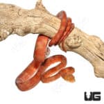 Male Candy Cane Colored Amazon Tree Boa (Corallus hortulanus)
