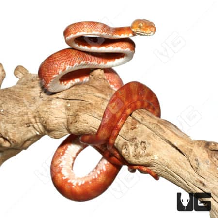 Male Candy Cane Colored Amazon Tree Boa (Corallus hortulanus)