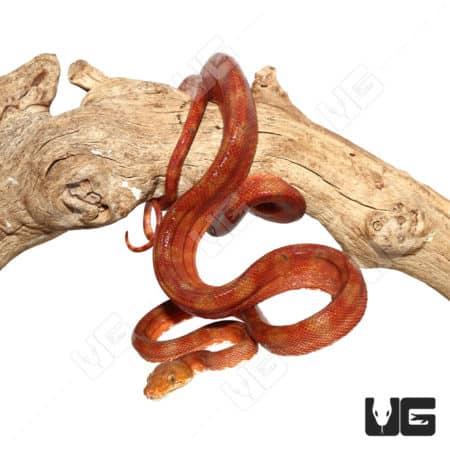 Male Candy Cane Colored Amazon Tree Boa (Corallus hortulanus)