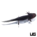 Melanoid Axolotls For Sale - Underground Reptiles