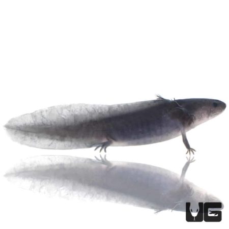 Melanoid Axolotls For Sale - Underground Reptiles