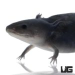 Melanoid Axolotls For Sale - Underground Reptiles