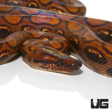 Boas For Sale - Underground Reptiles