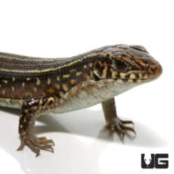 Ornate Girdled Lizards (Zonosaurus ornatus) For Sale - Underground Reptiles