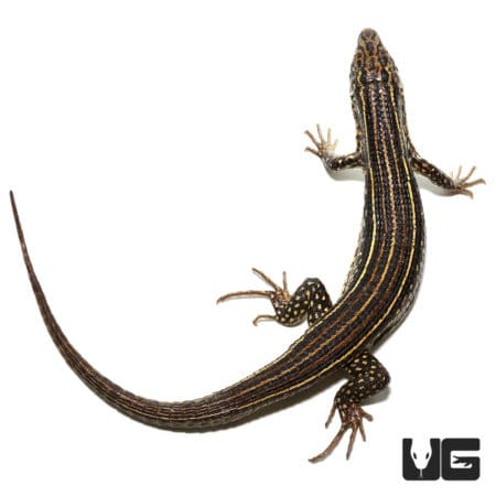 Ornate Girdled Lizard in natural pose, showcasing vibrant patterns and colors.