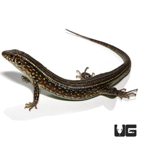 Ornate Girdled Lizard with detailed markings and long tail.