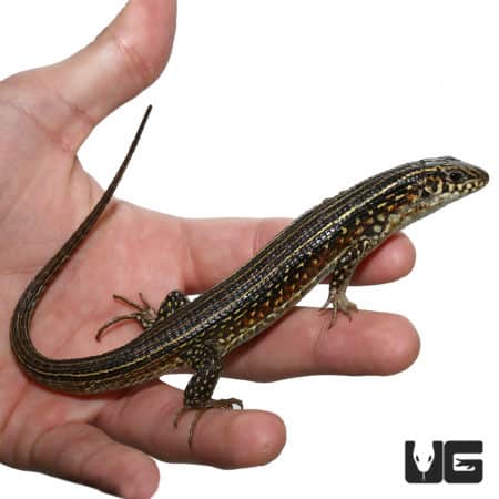 Ornate Girdled Lizard held in hand, showcasing vibrant patterns and colors.
