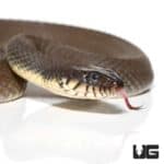 Plain Belly Water Snake for sale - Underground Reptiles