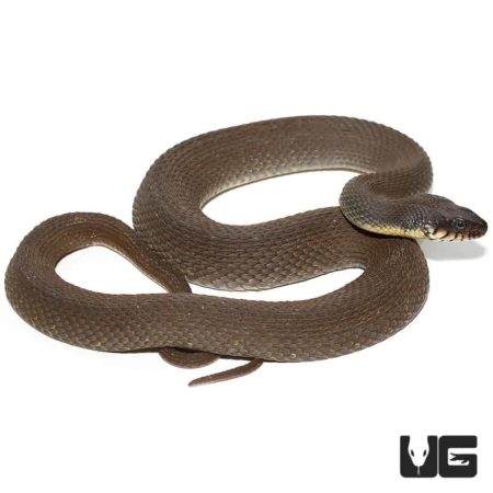 Plain Belly Water Snake for sale - Underground Reptiles