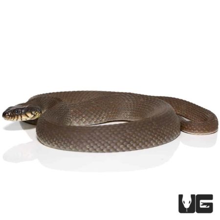 Plain Belly Water Snake for sale - Underground Reptiles
