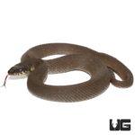 Plain Belly Water Snake for sale - Underground Reptiles