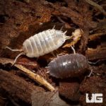 Porcellio Laevis Color Mix Isopods For Sale - Underground Reptiles