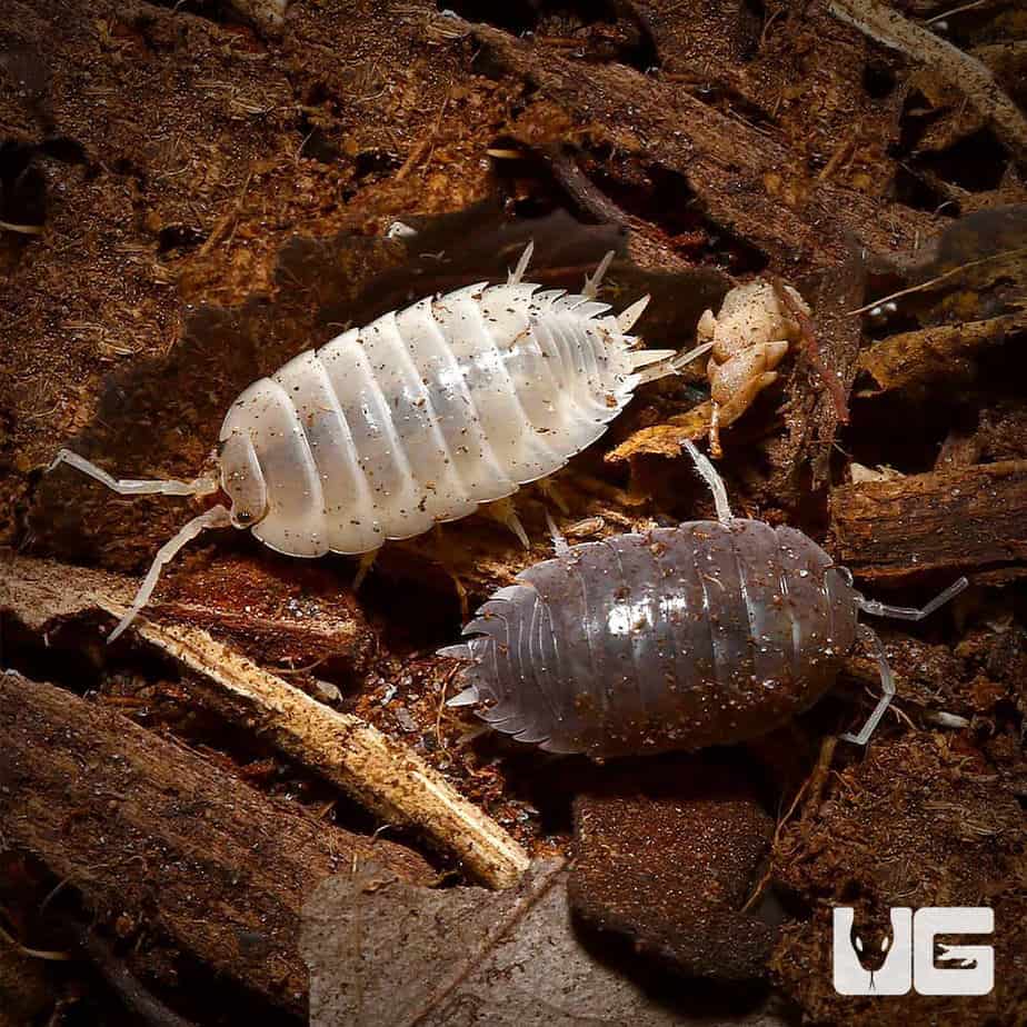 Porcellio Laevis Color Mix Isopods For Sale - Underground Reptiles