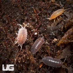 Porcellionides Pruinosus Color Mix Isopods For Sale - Underground Reptiles