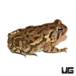 Southern Toads (Anaxyrus terrestris) For Sale - Underground Reptiles