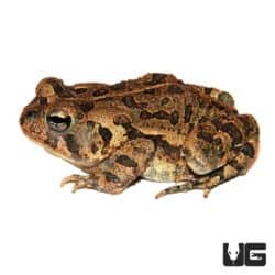 Southern Toads (Anaxyrus terrestris) For Sale - Underground Reptiles