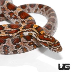 Yearling Classic Cornsnakes For Sale - Underground Reptiles