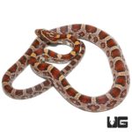 Yearling Classic Cornsnakes For Sale - Underground Reptiles
