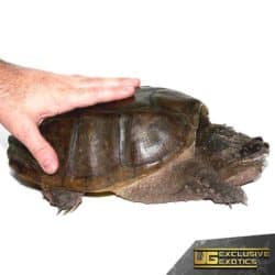 Juvenile Florida Snapping Turtle For Sale - Underground Reptiles