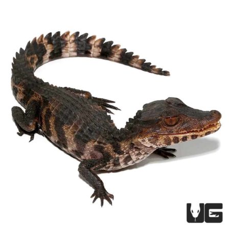Juvenile Dwarf Caiman For Sale - Underground Reptiles
