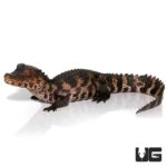 Juvenile Dwarf Caiman For Sale - Underground Reptiles