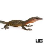 Baby Peach Throat Monitors For Sale - Underground Reptiles