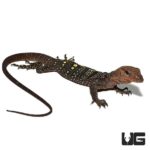 Spiny Neck Monitors For Sale - Underground Reptiles