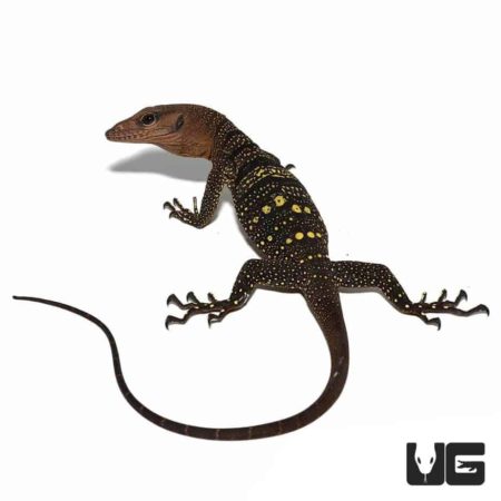 Young Spiny Neck Monitor lizard with distinctive yellow spots and spiny neck.