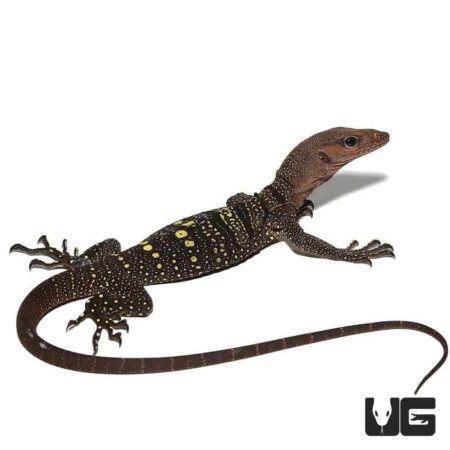 Young spiny neck monitor lizard with distinctive markings.