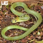 Baby Jansens Ratsnake For Sale - Underground Reptiles