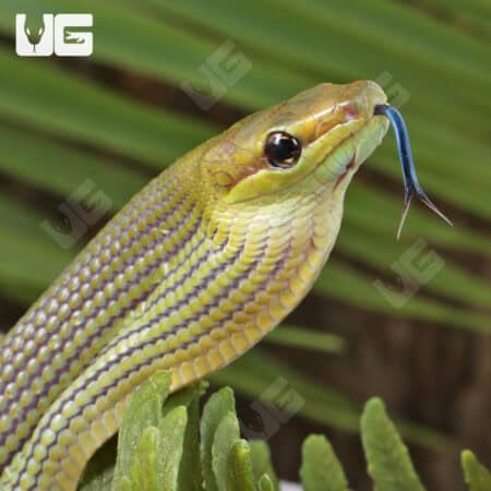 Baby Jansens Ratsnake For Sale - Underground Reptiles