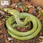 Baby Jansens Ratsnake For Sale - Underground Reptiles