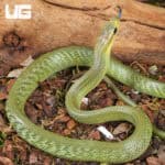 Baby Jansens Ratsnake For Sale - Underground Reptiles