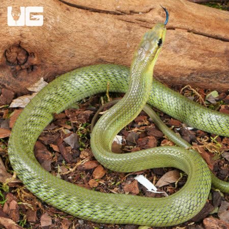 Baby Jansens Ratsnake For Sale - Underground Reptiles