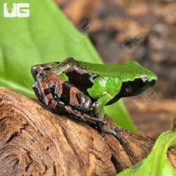 Close-up of a vibrant green Guibé's Mantella frog on a log.