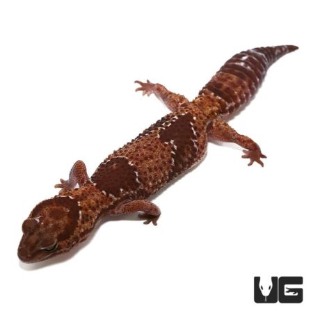 Adult Jungle Fat Tail Geckos For Sale - Underground Reptiles
