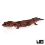 Adult Jungle Fat Tail Geckos For Sale - Underground Reptiles