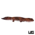 Adult Jungle Fat Tail Geckos For Sale - Underground Reptiles