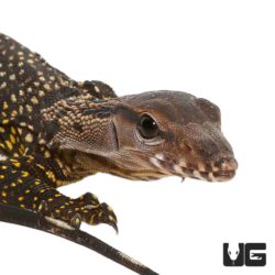 Black Roughneck Monitors For Sale - Underground Reptiles