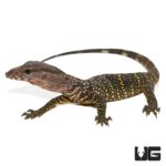 Black Roughneck Monitors For Sale - Underground Reptiles