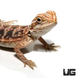 Blue Bar Leatherback Hypo Bearded Dragon For Sale - Underground Reptiles
