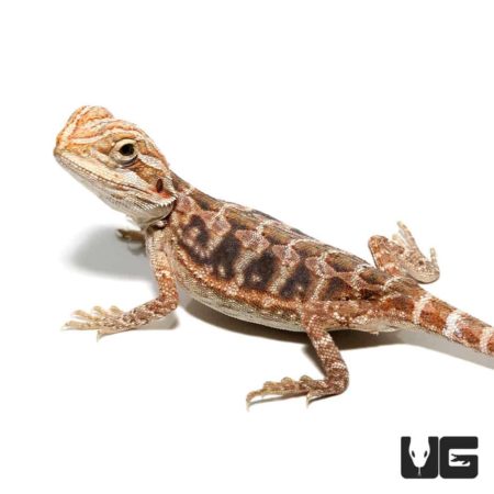 Blue Bar Leatherback Hypo Bearded Dragon For Sale - Underground Reptiles