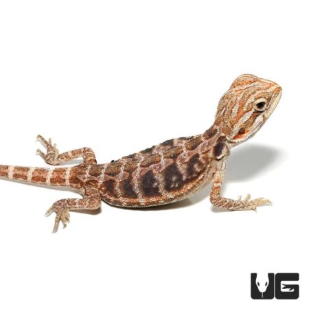 Blue Bar Leatherback Hypo Bearded Dragon For Sale - Underground Reptiles
